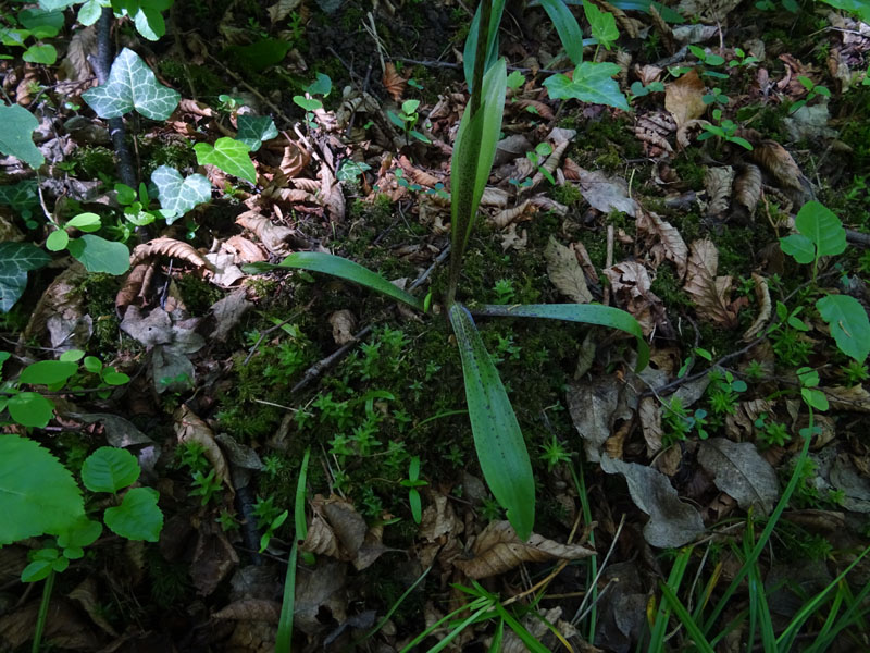 Orchis mascula subsp. speciosa